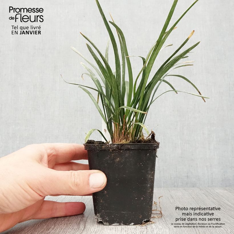 Liriope muscari Big Blue Maceta de 8/9 cm Ejemplar entregado en invierno