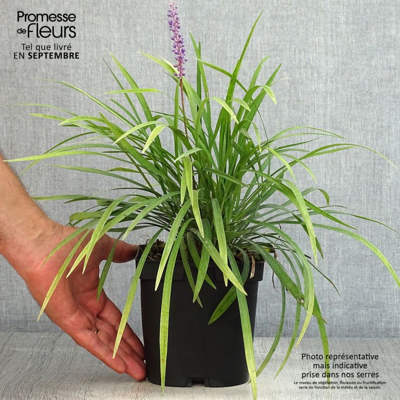 Ejemplar de Liriope muscari - Serpentina Maceta 2L/3L entregado en verano