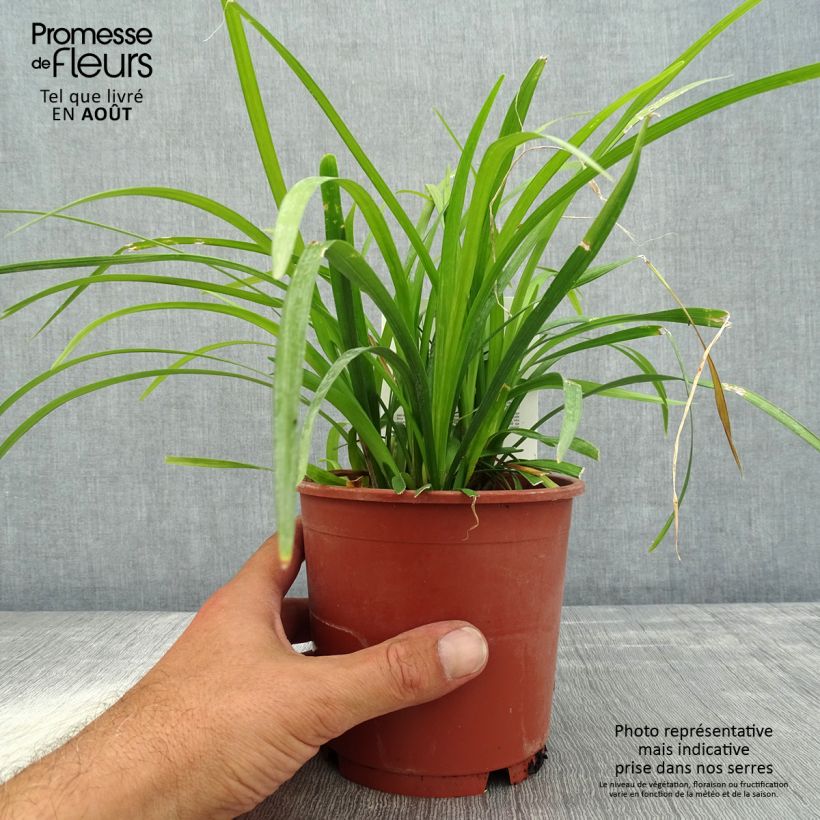 Ejemplar de Liriope muscari Evergreen Giant Maceta 1L/1,5L entregado en verano