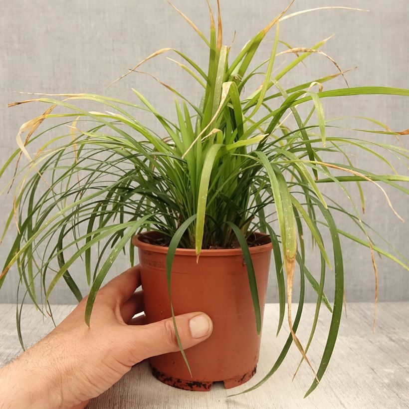 Liriope muscari Evergreen Giant Maceta 1L/1,5L Ejemplar entregado en la primavera