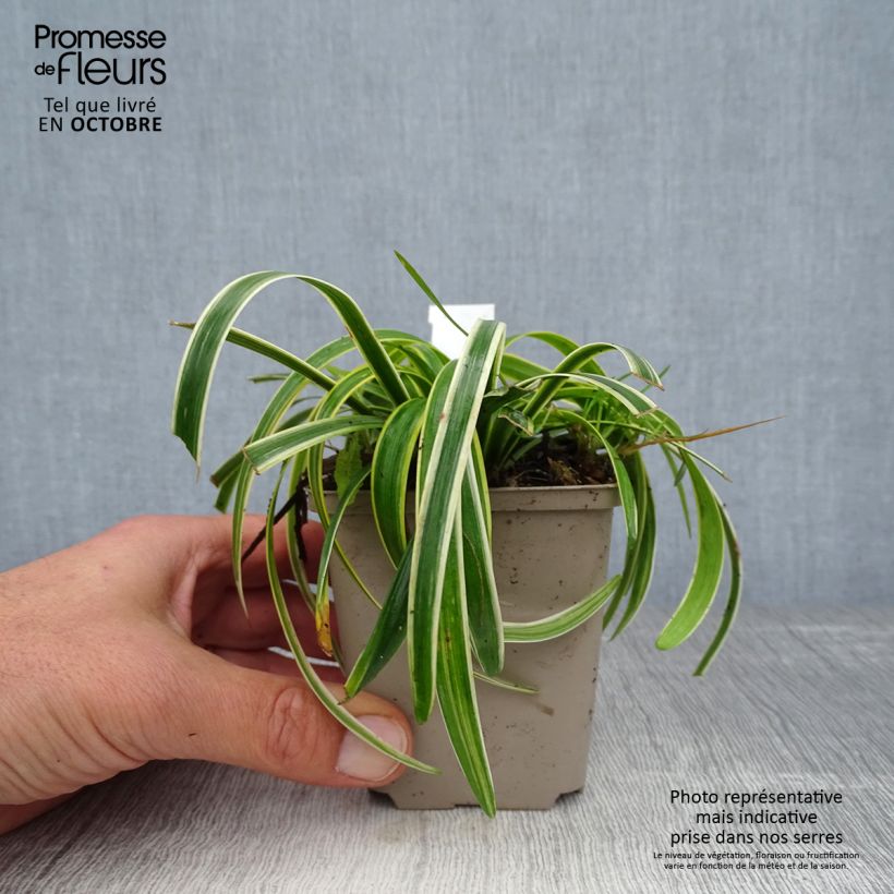 Ejemplar de Liriope muscari Gold Banded Maceta de 8/9 cm entregado en otoño