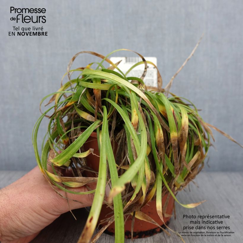 Ejemplar de Liriope muscari Ingwersen Maceta 1L/1,5L entregado en otoño