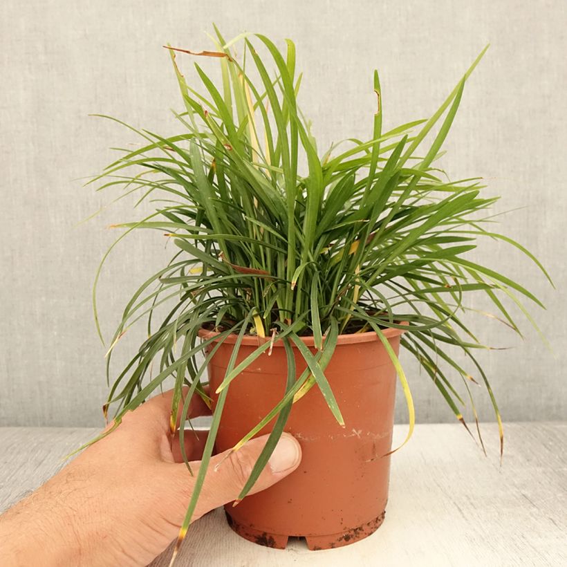 Ejemplar de Liriope muscari Ingwersen Maceta 1L/1,5L entregado en verano