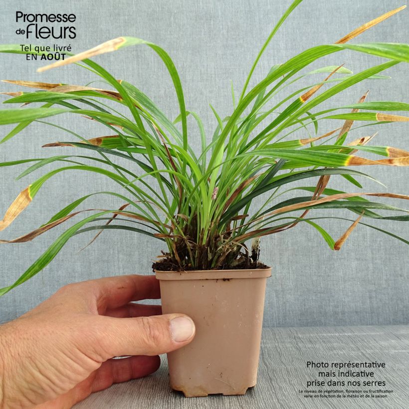 Ejemplar de Liriope muscari Lilac Wonder Maceta de 8/9 cm entregado en verano