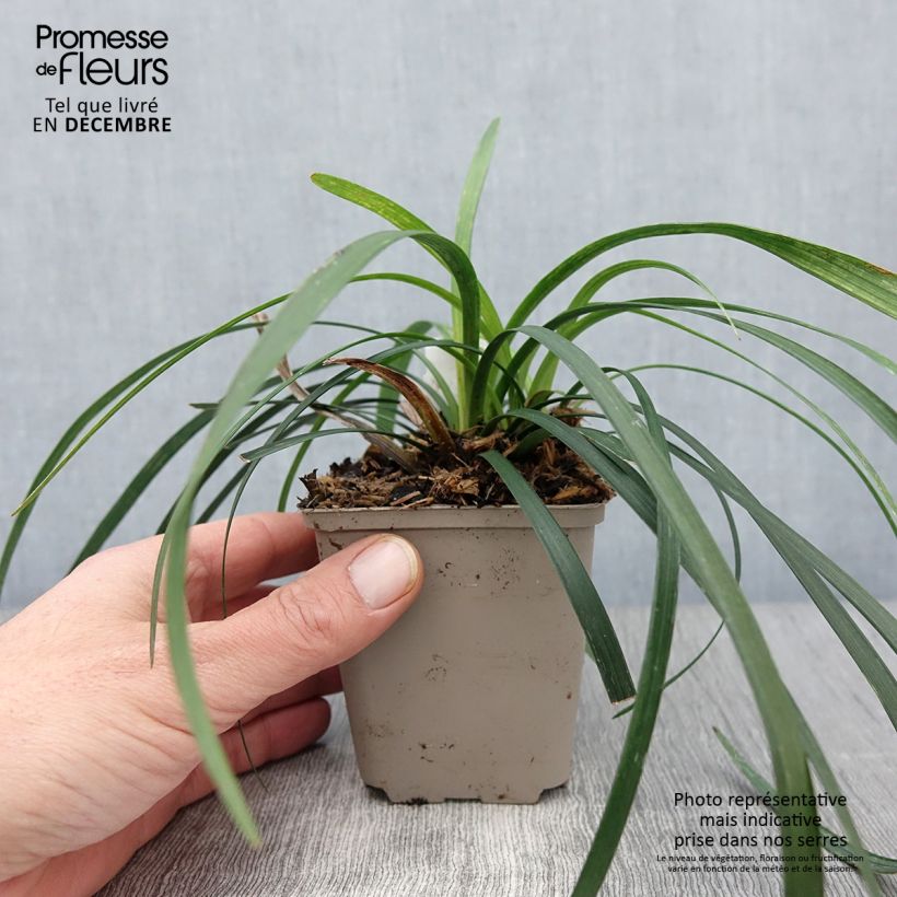 Ejemplar de Liriope muscari Majestic Maceta de 8/9 cm entregado en otoño
