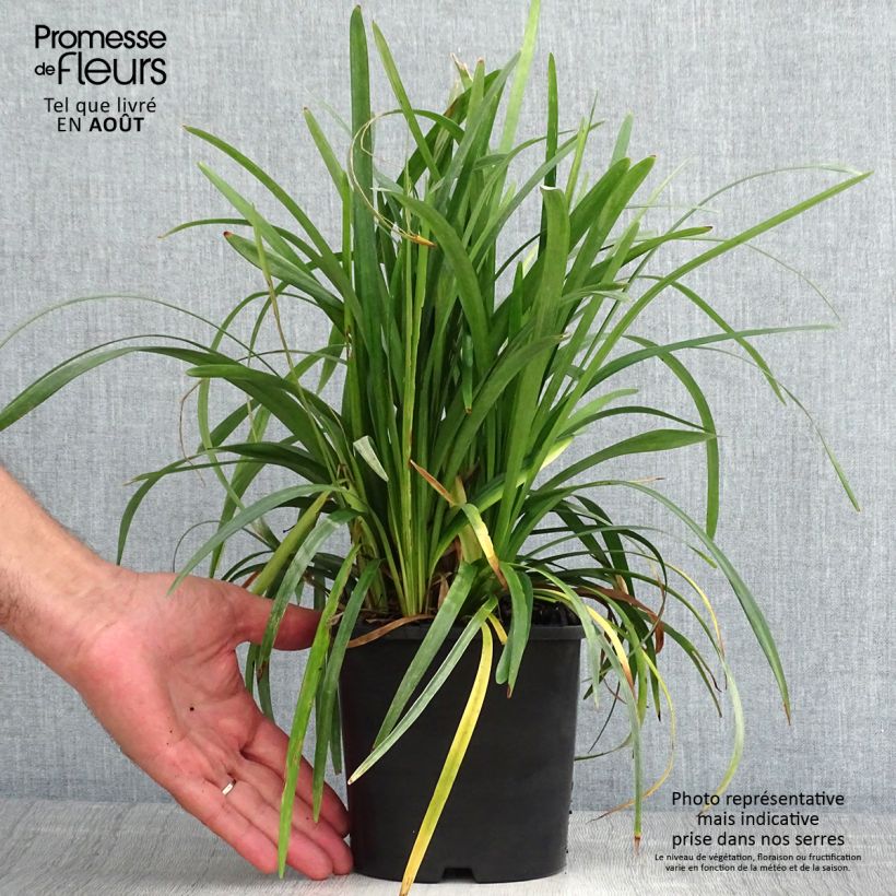 Ejemplar de Liriope muscari Monroe White Maceta 2L/3L entregado en verano