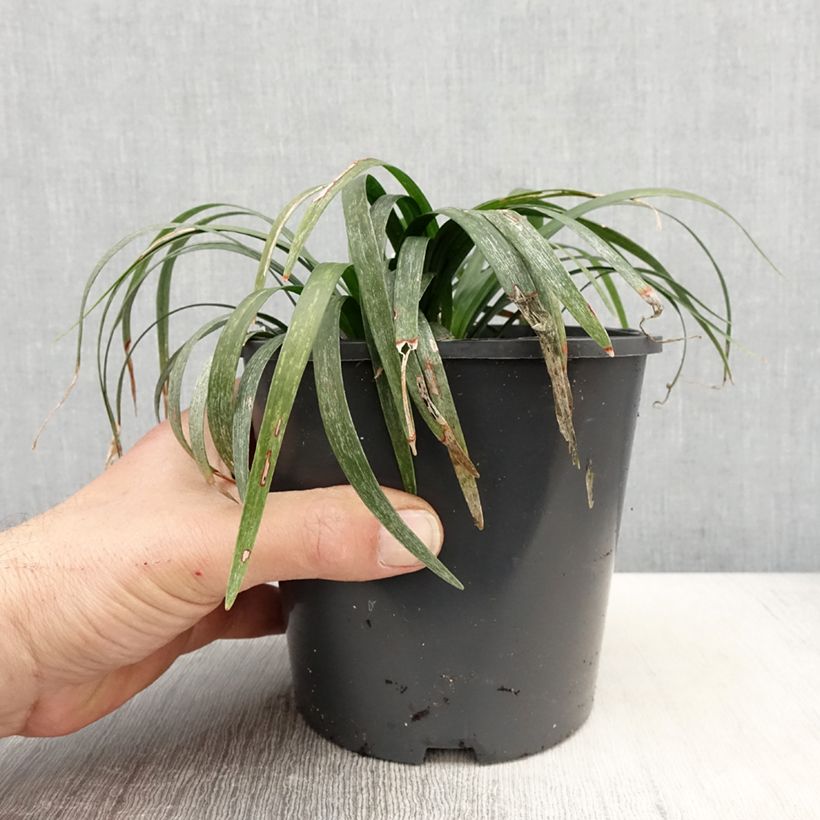 Liriope muscari Monroe White Maceta 2L/3L Ejemplar entregado en la primavera