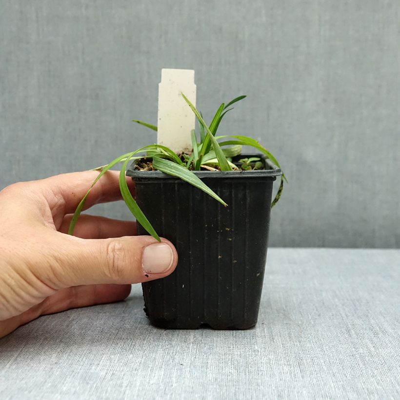 Ejemplar de Liriope muscari Okina Maceta de 8/9 cm entregado en otoño