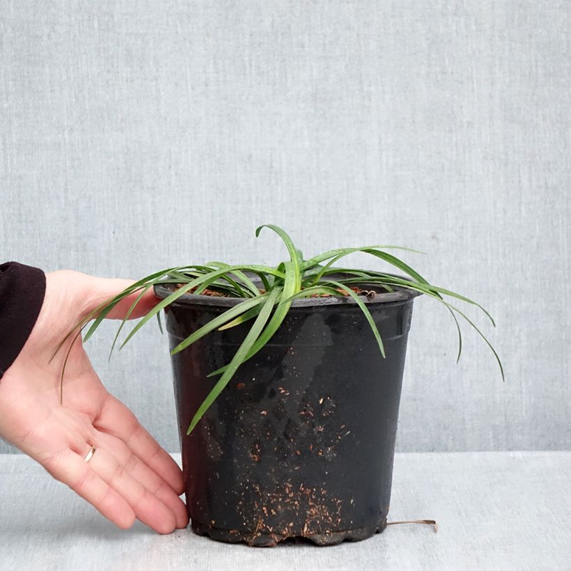 Ejemplar de Liriope muscari - Serpentina Maceta 2L/3L entregado en otoño
