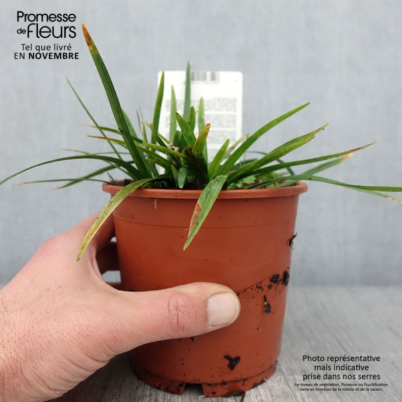 Ejemplar de Liriope muscari Royal Purple Maceta 1L/1,5L entregado en otoño