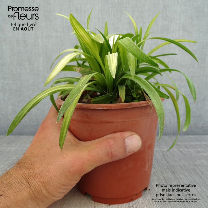 Ejemplar de Liriope muscari Royal Purple Maceta 1L/1,5L entregado en verano