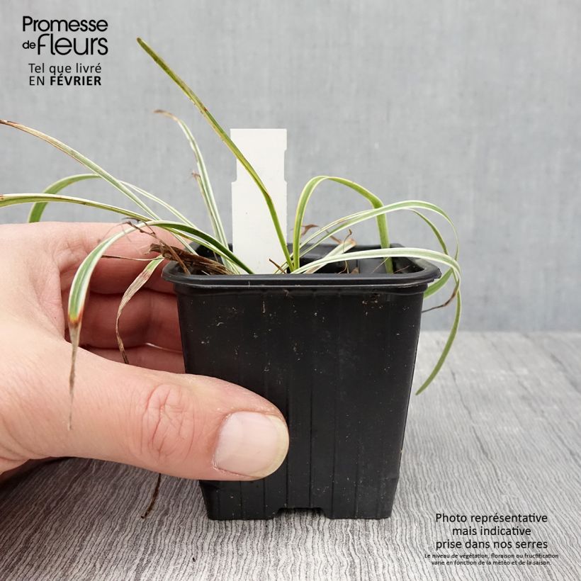 Liriope muscari Silvery Sunproof Maceta de 8/9 cm Ejemplar entregado en invierno