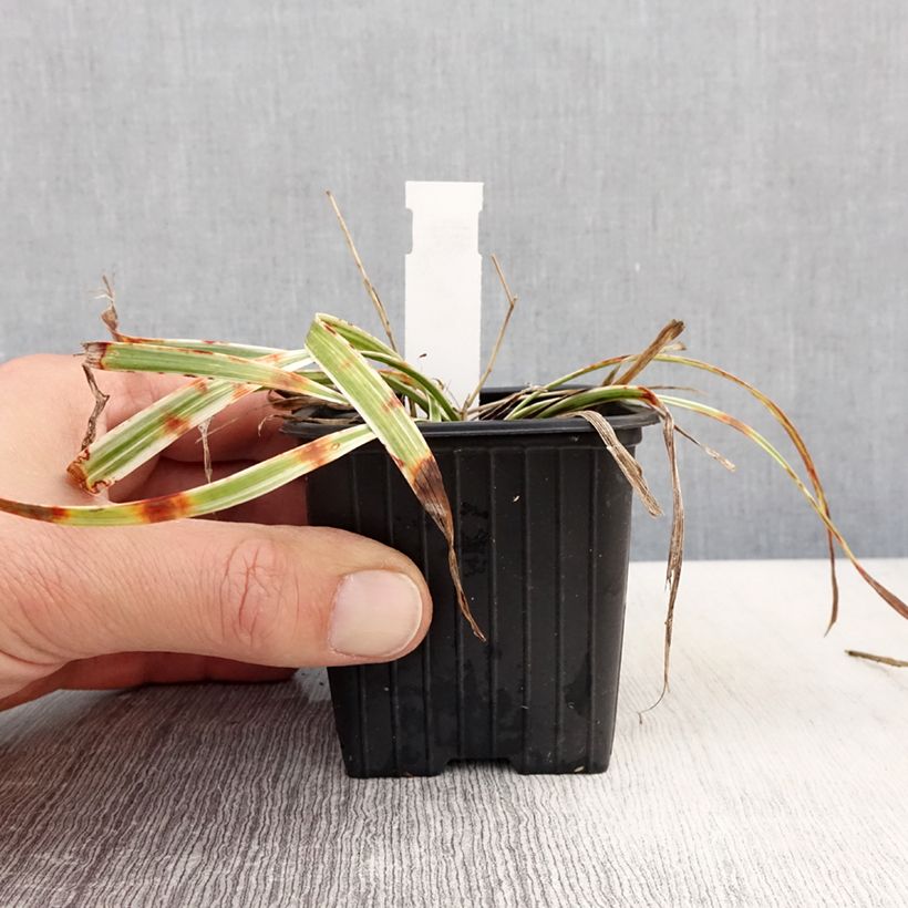 Liriope muscari Silvery Sunproof Maceta de 8/9 cm Ejemplar entregado en la primavera