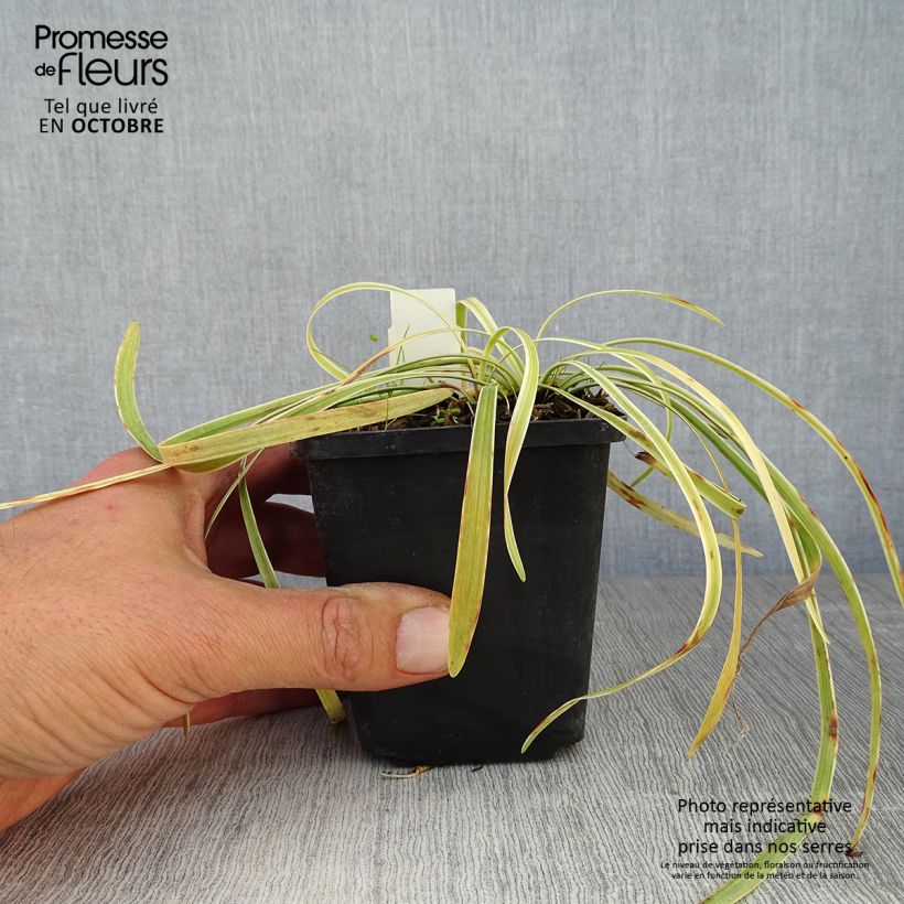 Ejemplar de Liriope muscari Variegata Maceta de 8/9 cm entregado en otoño