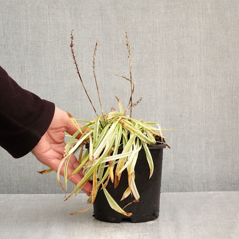 Ejemplar de Liriope muscari Variegata Maceta 2L/3L entregado en otoño