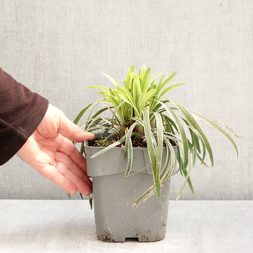 Liriope muscari Variegata Maceta 2L/3L Ejemplar entregado en la primavera