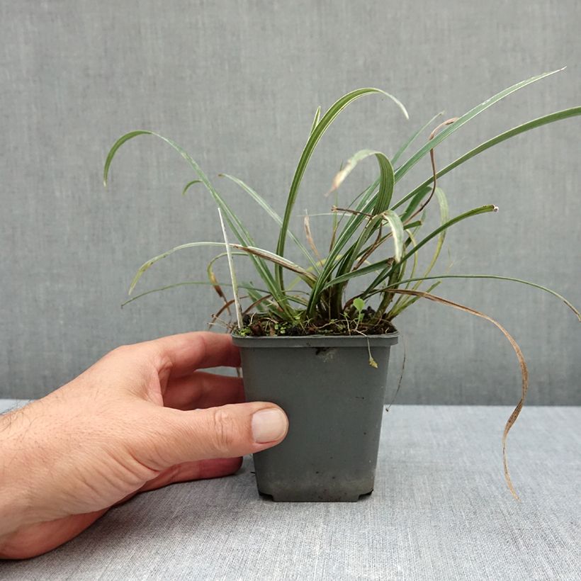 Ejemplar de Liriope spicata Silver Dragon - Espigosa Maceta de 8/9 cm entregado en otoño