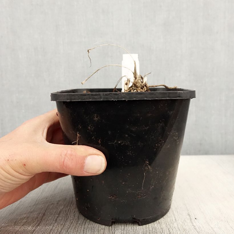 Liriope spicata Silver Dragon - Espigosa Maceta 2L/3L Ejemplar entregado en la primavera