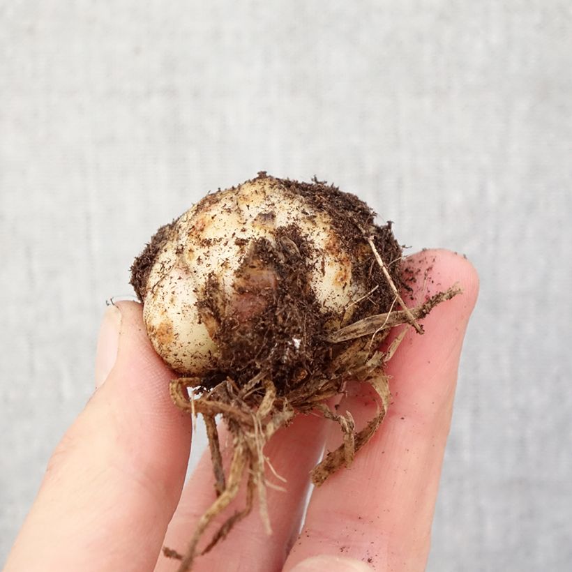 Lilium asiatica Bald Eagle - Lirio asiático Bulbo calibre 16/18 Ejemplar entregado en la primavera