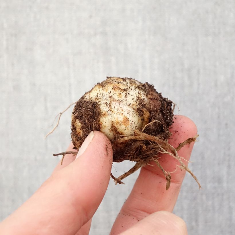 Lilium asiatica Fata Morgana - Lirio asiático Bulbo calibre 16/18 Ejemplar entregado en la primavera