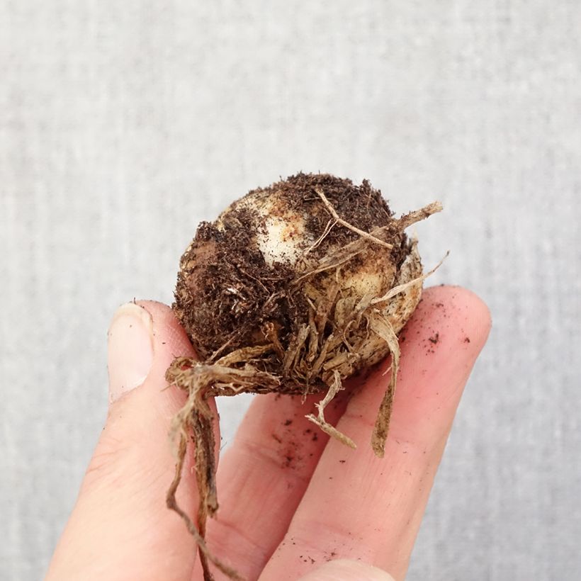 Lilium asiatica Hulk Bulbo calibre 16/18 Ejemplar entregado en la primavera