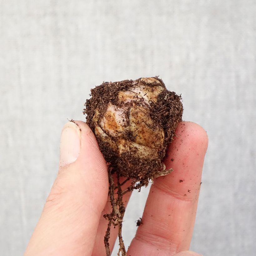 Lilium Forever Linda - Lirio Bulbo calibre 16/18 Ejemplar entregado en la primavera