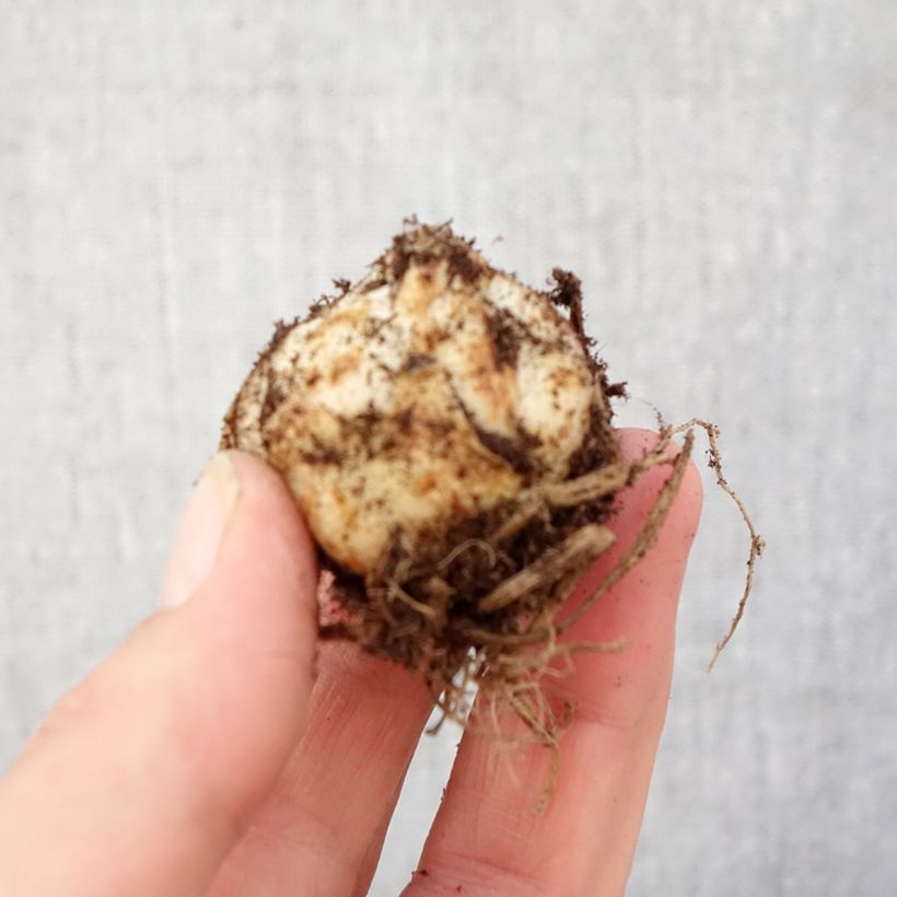 Lilium Gwen - Lirio Bulbo calibre 14+ Ejemplar entregado en la primavera