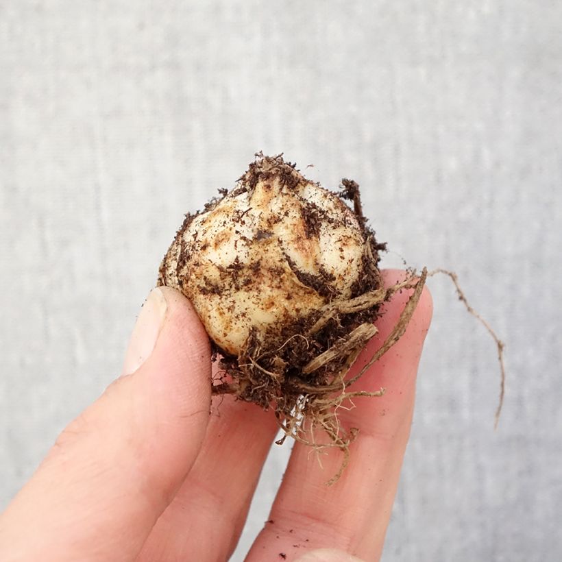 Lilium asiatica Heartstrings - Lirio asiático Bulbo calibre 16/18 Ejemplar entregado en la primavera