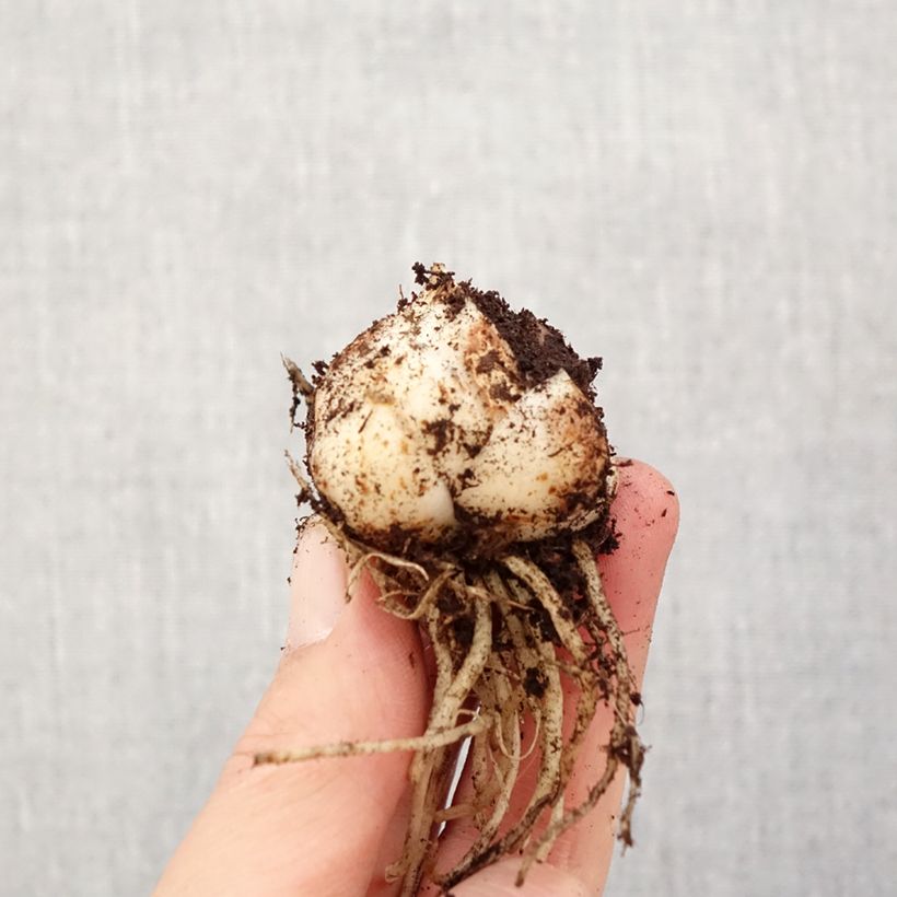 Lirio asiático Pearl Loraine Bulbo calibre 14/16 Ejemplar entregado en la primavera