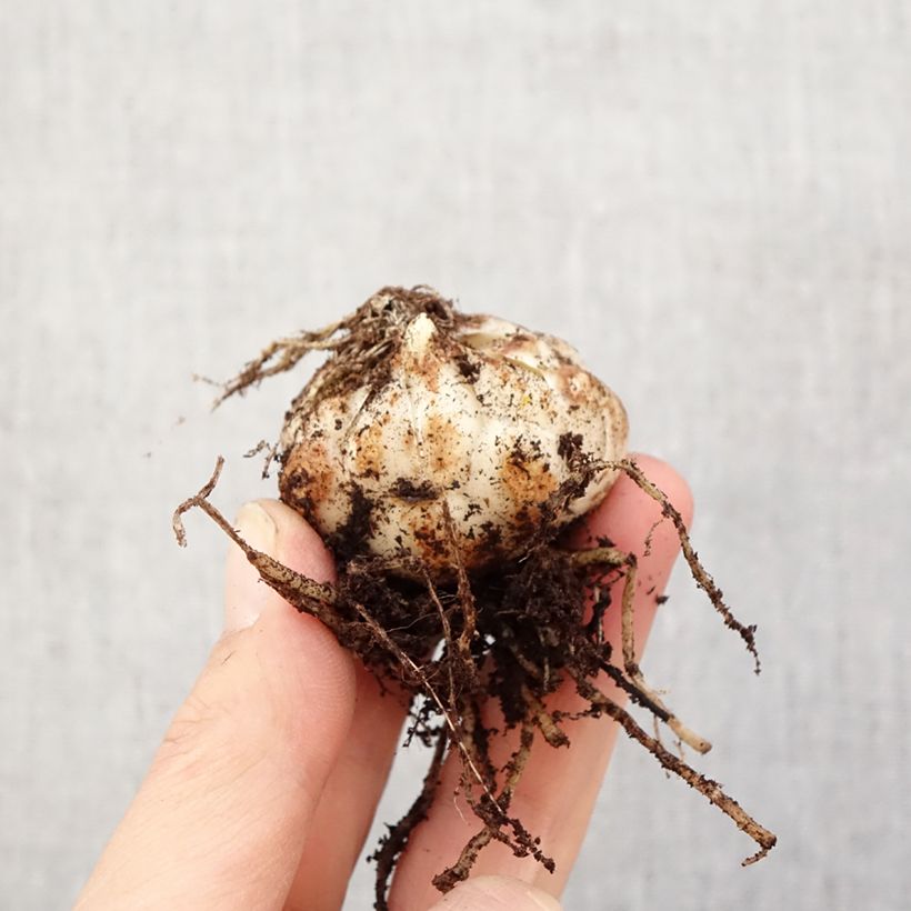 Lirio Rozalynn Bulbo calibre 14/16 Ejemplar entregado en la primavera