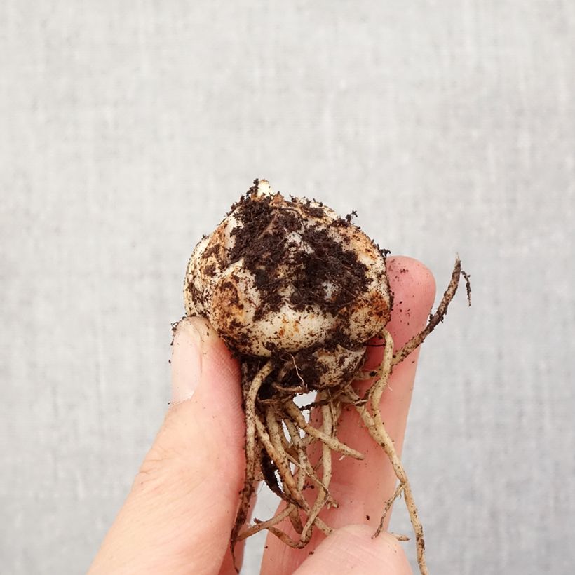 Lilium asiatica Sweet Surrender - Lirio asiático Bulbo calibre 14/16 Ejemplar entregado en la primavera