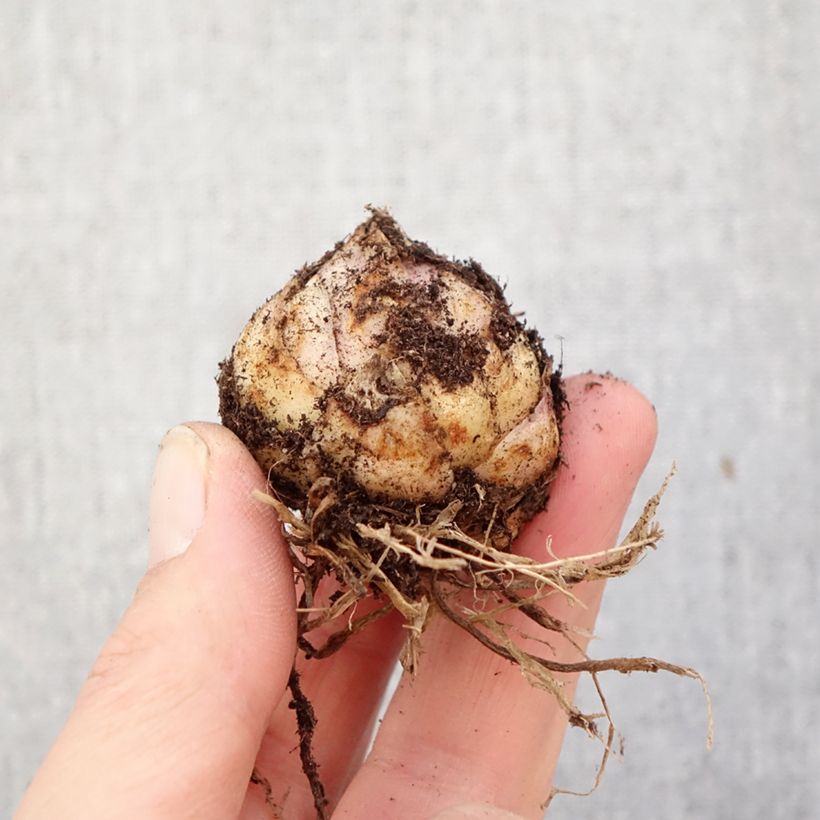 Lilium asiatica Tribal Dance - Lirio asiático Bulbo calibre 16/18 Ejemplar entregado en la primavera