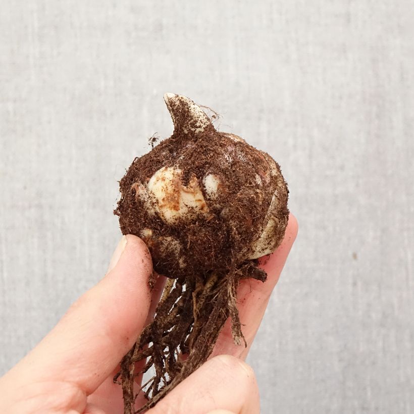 Lirio Backhand Butterfly Spring Bulbo calibre 18/20 Ejemplar entregado en la primavera