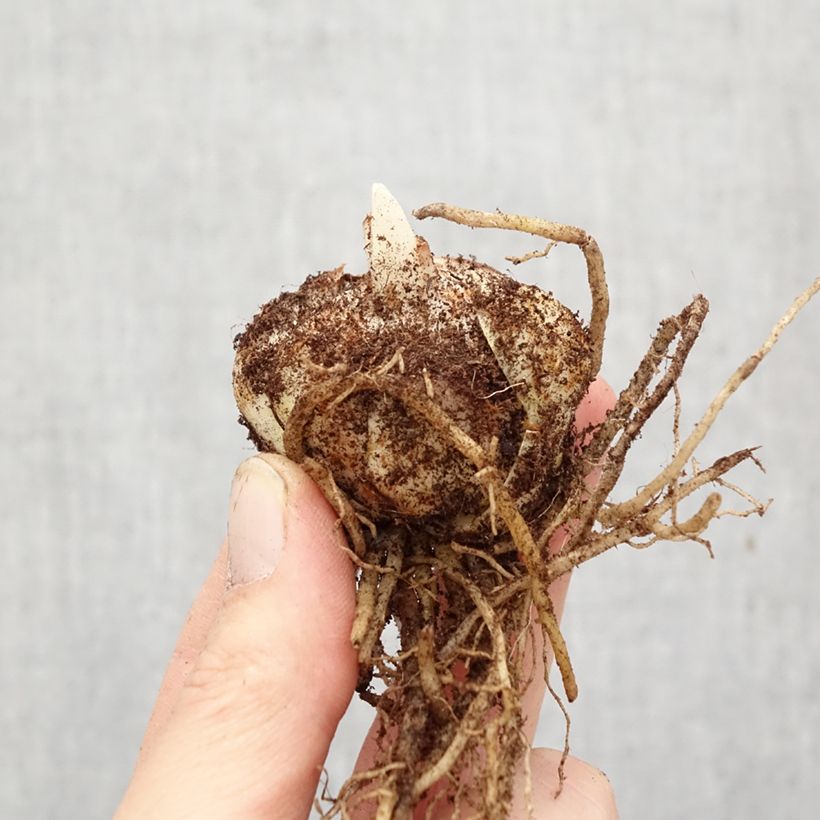 Lirio Brianza Bulbo calibre 14/16 Ejemplar entregado en la primavera