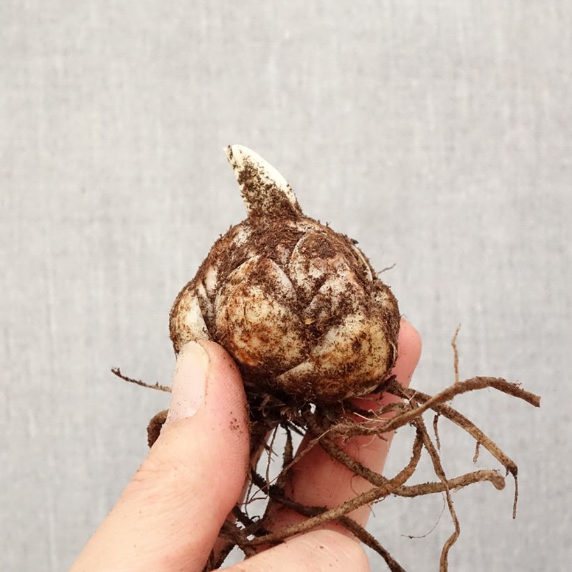 Lirio Caddy Butterfly Tropic Bulbo calibre 18/20 Ejemplar entregado en la primavera