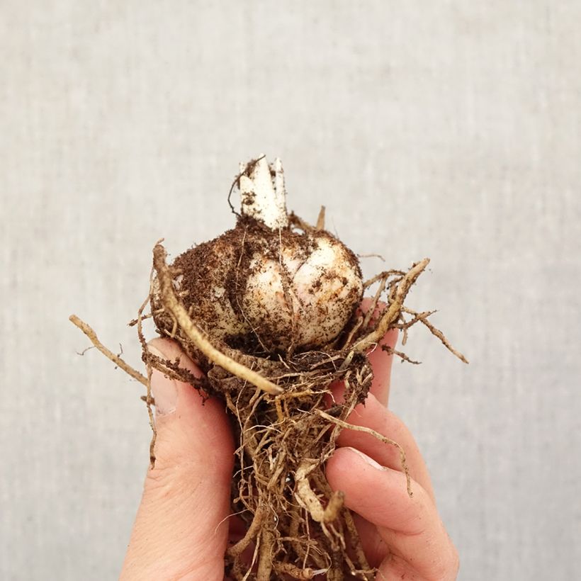 Lirio Calabria Bulbo calibre 14/16 Ejemplar entregado en la primavera