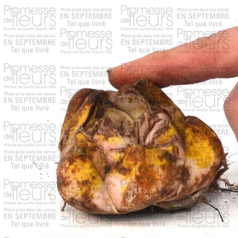 Ejemplo de ejemplar de Lirio Casablanca Bulbo calibre 16/18 tal y como se entrega