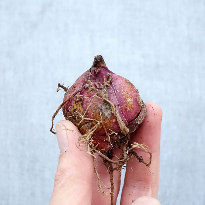 Lirio Catina Bulbo calibre 16/18 Ejemplar entregado en la primavera