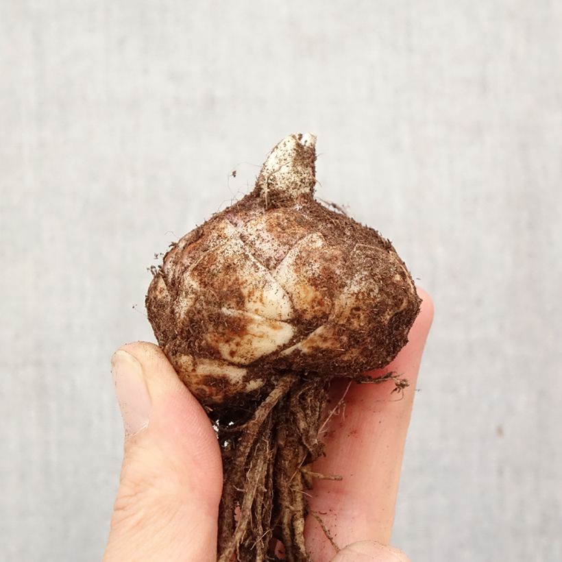 Lirio Crosscourt Butterfly Luna Bulbo calibre 18/20 Ejemplar entregado en la primavera