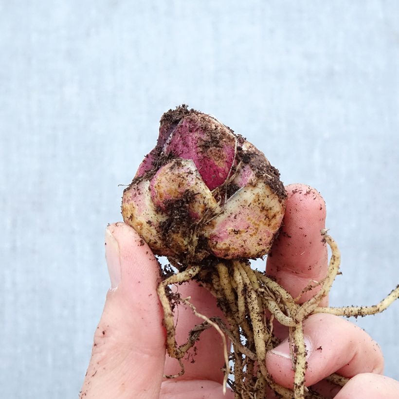 Lilium Empoli - Lirio Bulbo calibre 16+ Ejemplar entregado en la primavera