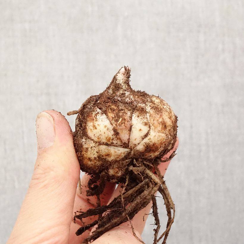 Lirio Eyeliner Bulbo calibre 18/20 Ejemplar entregado en la primavera