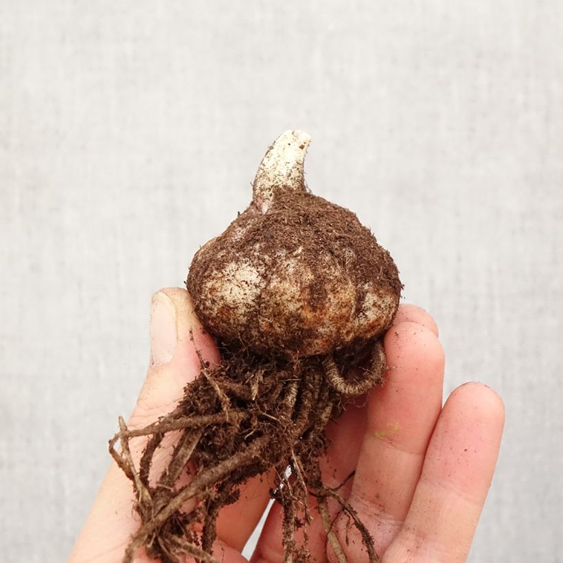 Lis hybride Longwood (Groupe Longiflorum/Asiatique) Bulbe Ejemplar entregado en la primavera
