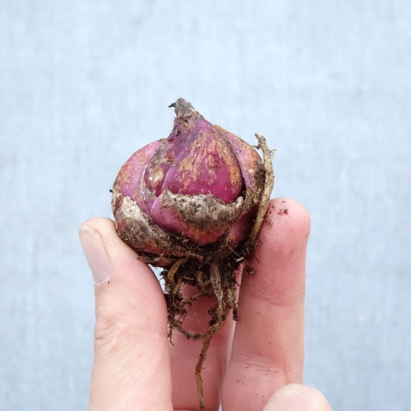 Lirio Casablanca Bulbo calibre 16/18 Ejemplar entregado en la primavera