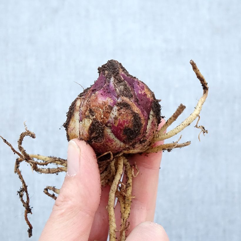 Lilium Purple Prince - Lirio Bulbo calibre 16+ Ejemplar entregado en la primavera