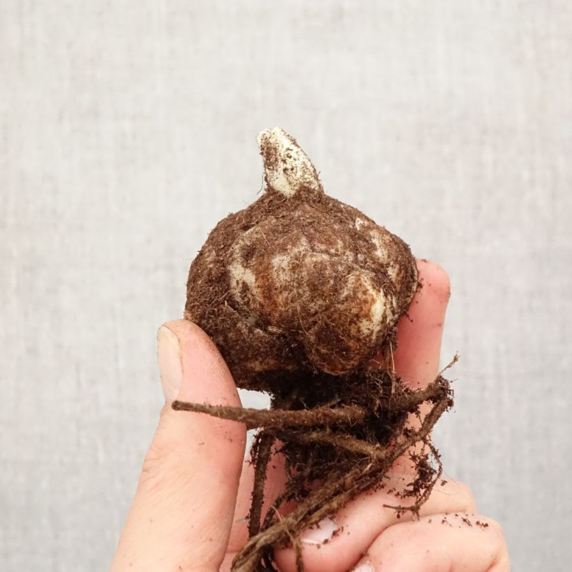 Lirio Richmond Bulbo calibre 18/20 Ejemplar entregado en la primavera