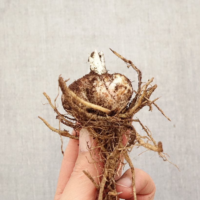 Lirio Royal Sunset Bulbo calibre 14/16 Ejemplar entregado en la primavera