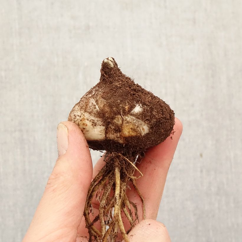 Lirio Sweet Valley Bulbo calibre 18/20 Ejemplar entregado en la primavera