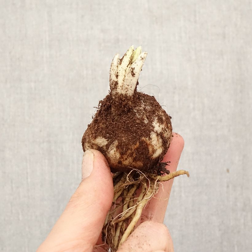 Lirio Trebbiano Gerrit Zalm Bulbo calibre 18/20 Ejemplar entregado en la primavera