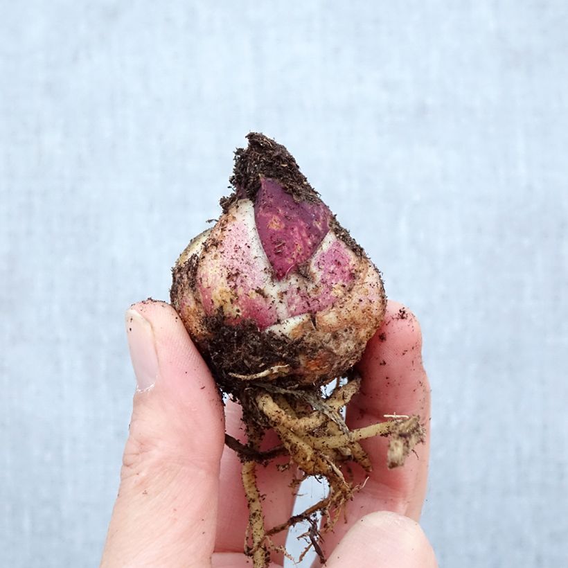 Lirio enano Orange Pixie - Azucena Bulbo calibre 12/14 Ejemplar entregado en la primavera