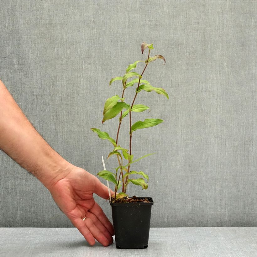 Ejemplar de Tricyrtis hirta Raspberry Mousse - Lirio sapo Maceta de 8/9 cm entregado en verano